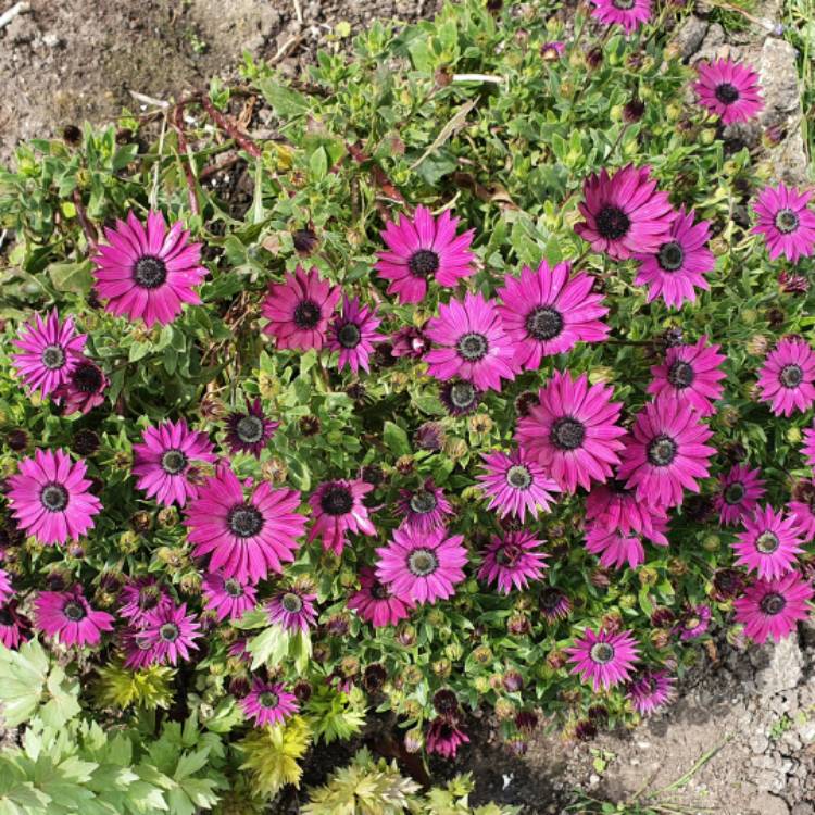 plant image 1272233