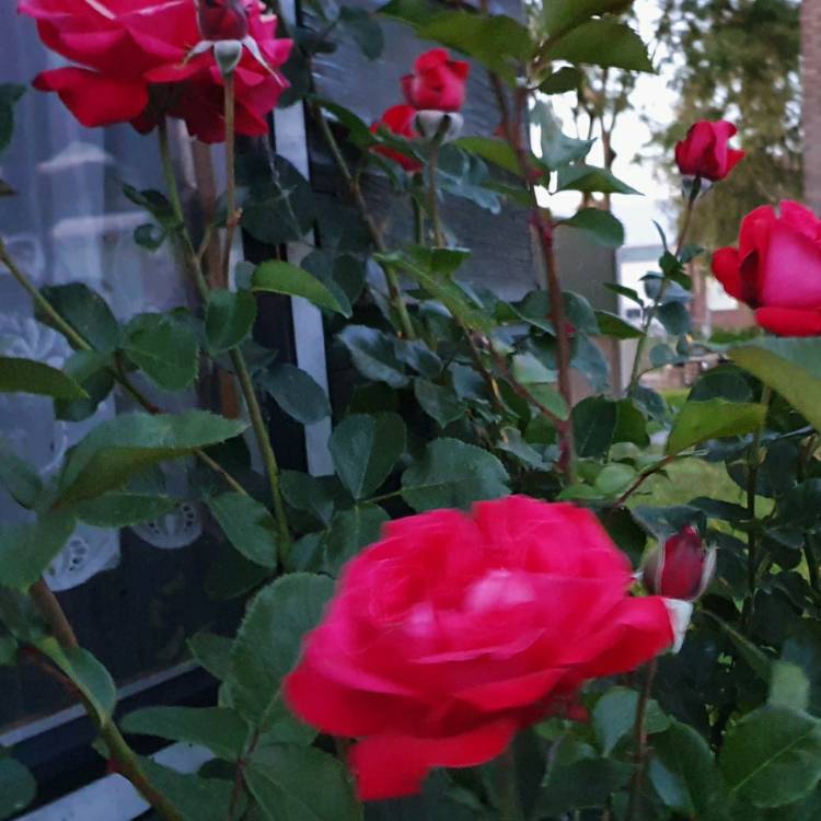 Plant image Rosa 'Tanelorak' syn. Rosa 'Barkarole'