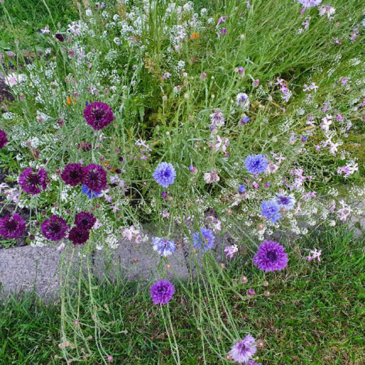 Plant image Centaurea Cyanus
