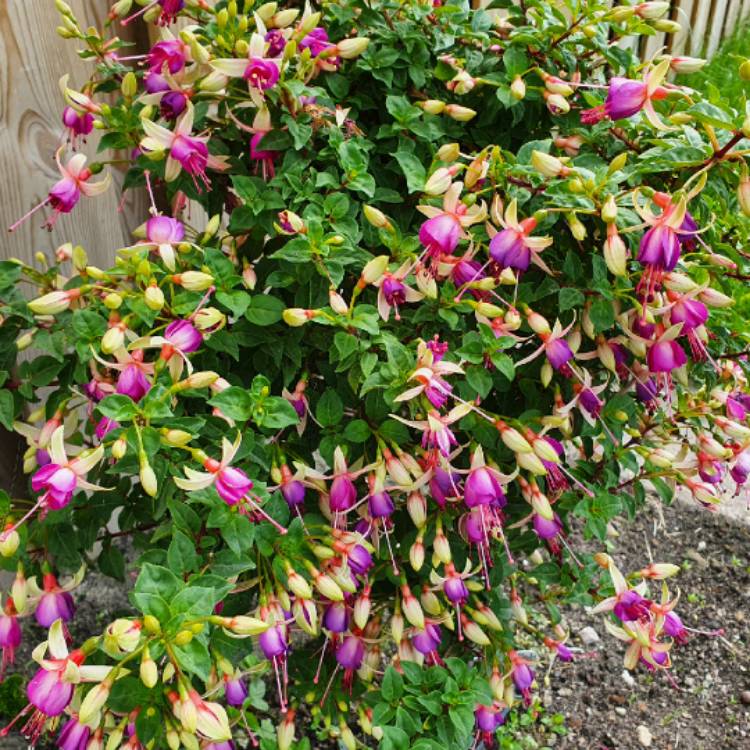 plant image 1337324