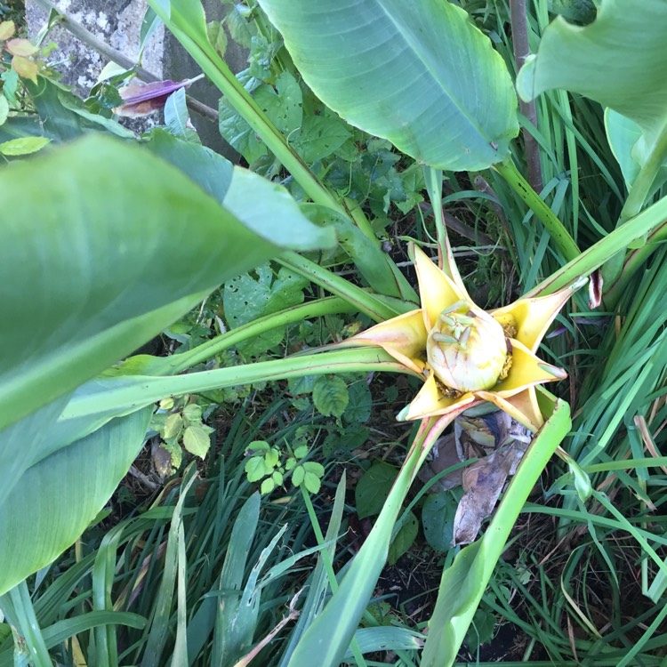 Plant image Musella lasiocarpa syn. Ensete lasiocarpum, Musa lasiocarpa,