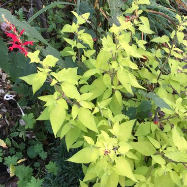 Golden Leaved Pineapple Sage