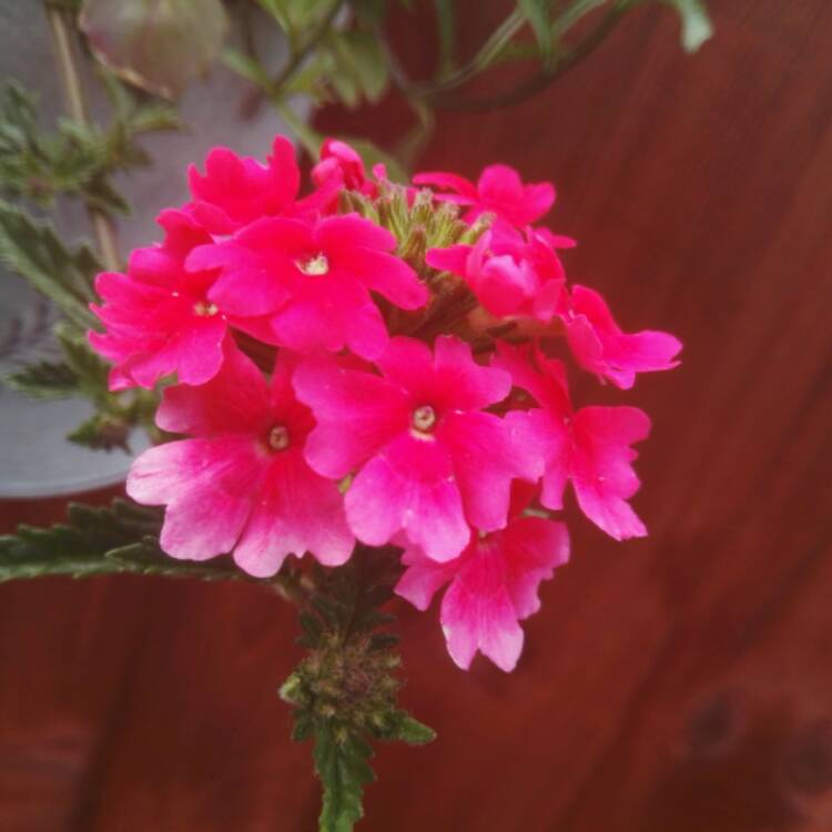 Plant image Verbena 'Magelana Red'