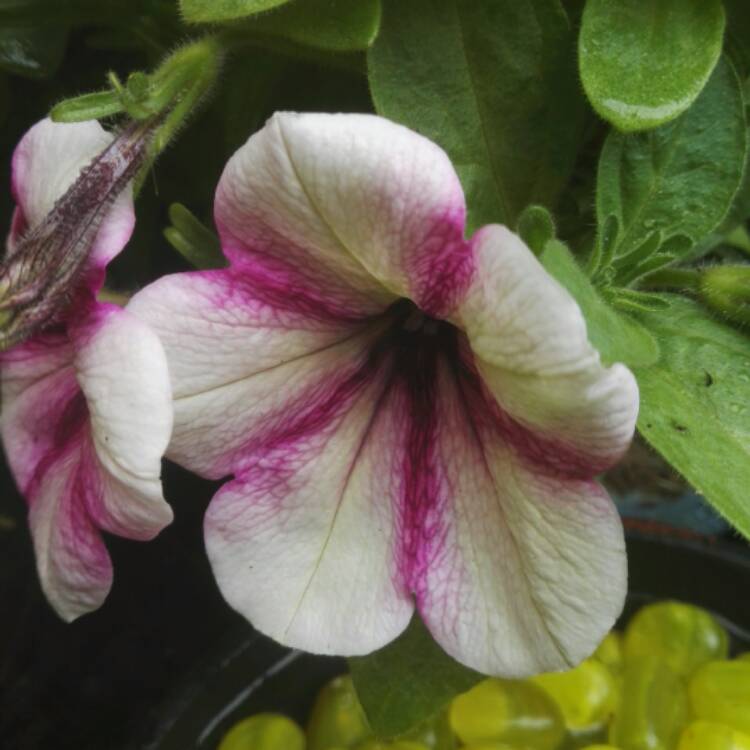 Plant image Petunia 'Wespecrachee' (Crazytunia Series) syn. Petunia 'Cherry Cheesecake'