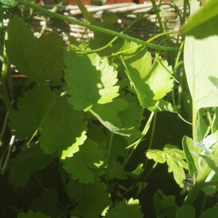 plant image 506368