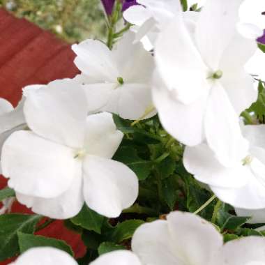 Impatiens walleriana