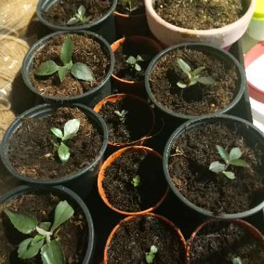 Kalanchoe daigremontiana syn. Bryophyllum daigremontianum