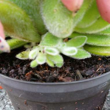 Sempervivum Lilac Time