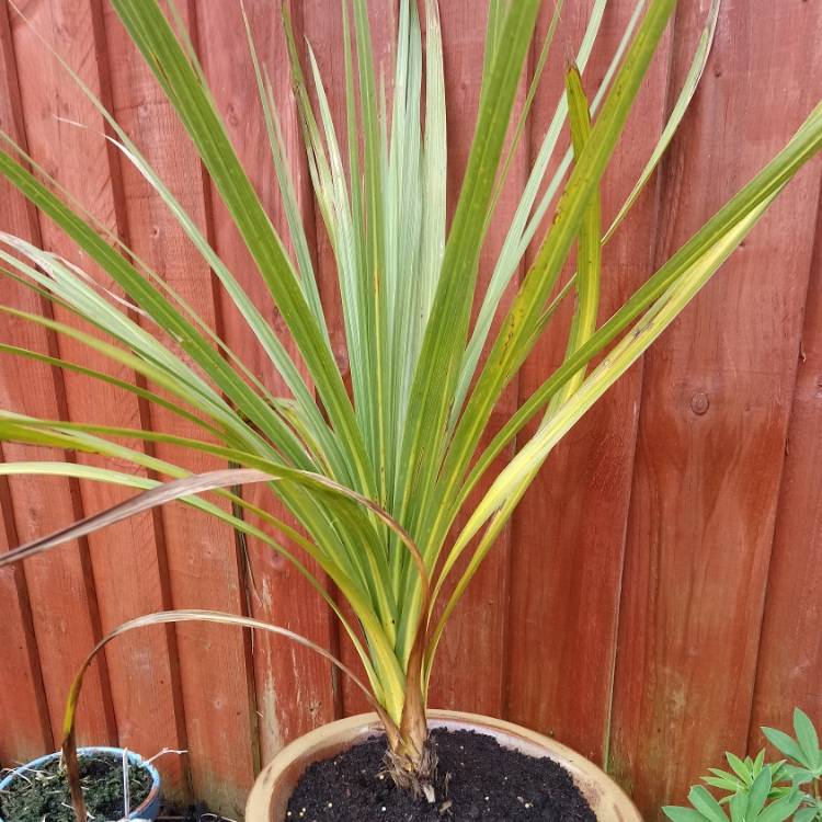 plant image 681355 plant image 681355