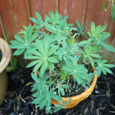 Lupinus