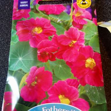 Tropaeolum majus 'Jewel Cherry Rose'