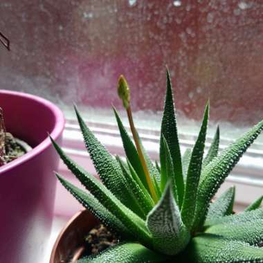 Haworthiopsis attenuata var. radula syn. Haworthia attenuata var. radula, Haworthia radula