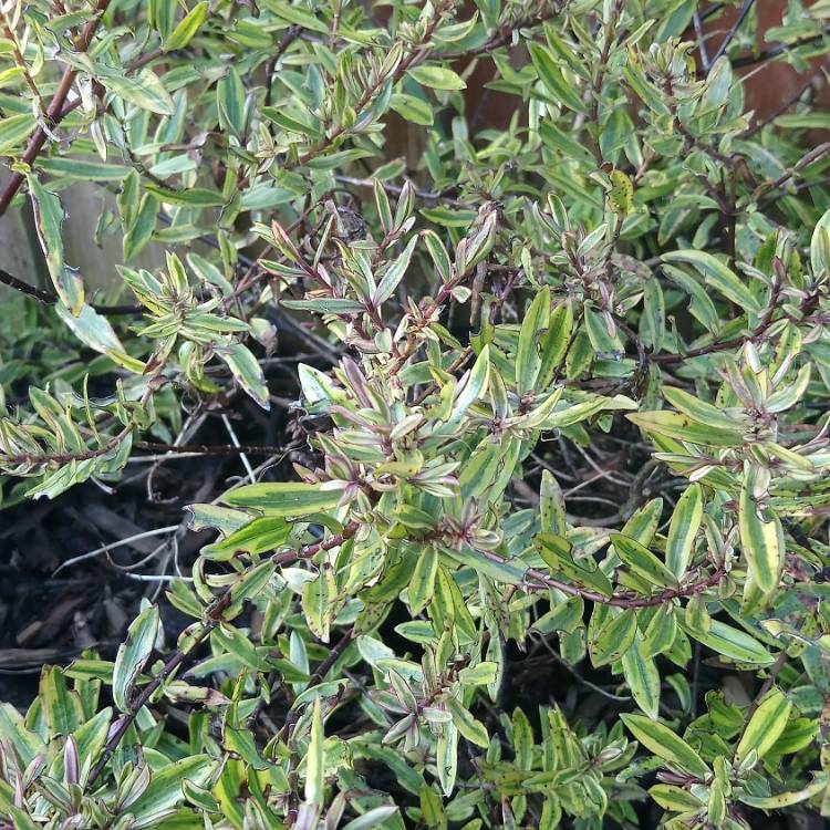 plant image 722668 plant image 722668