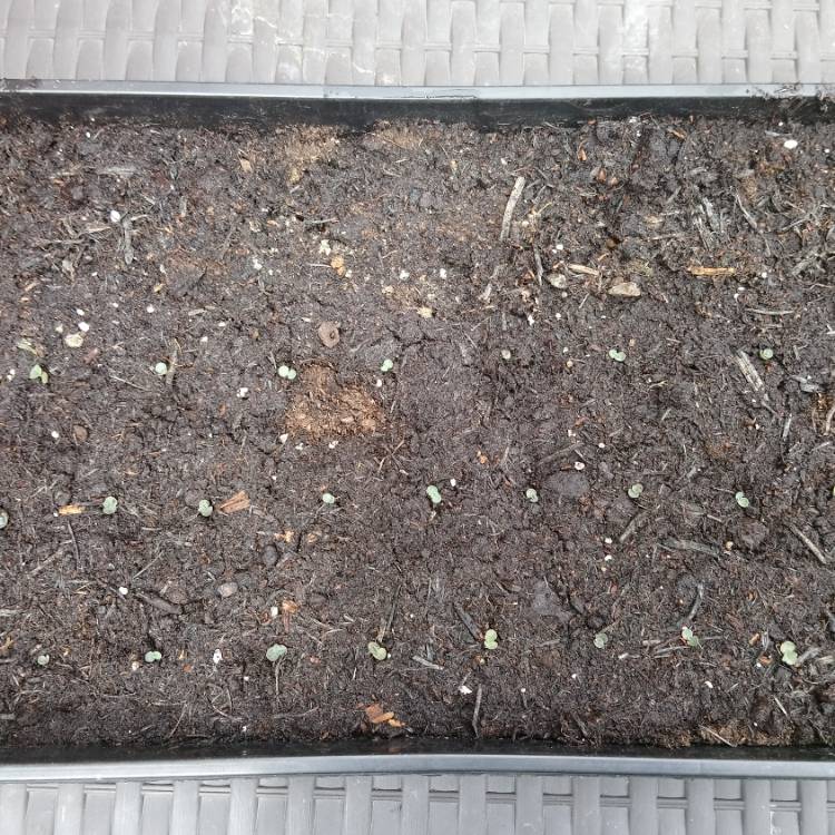 plant image 758472 plant image 758472