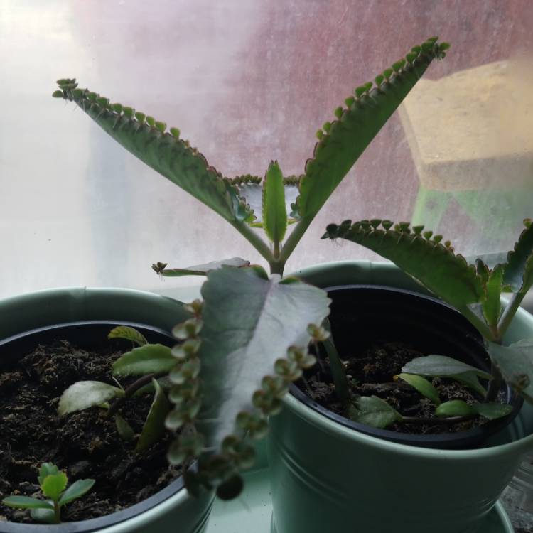plant image 758956 plant image 758956