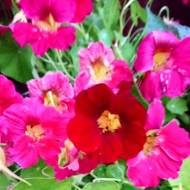 Nasturtium 'Jewel Cherry Rose'