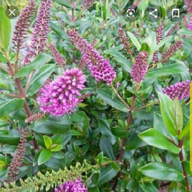 Shrubby Veronica 'Pink Candy'