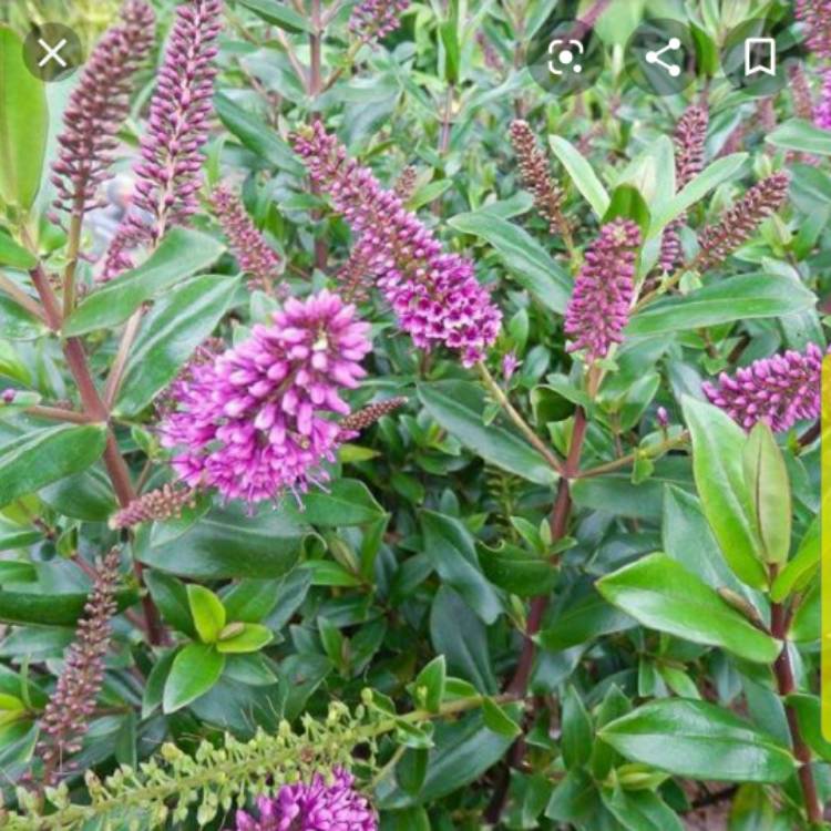 plant image 1280311