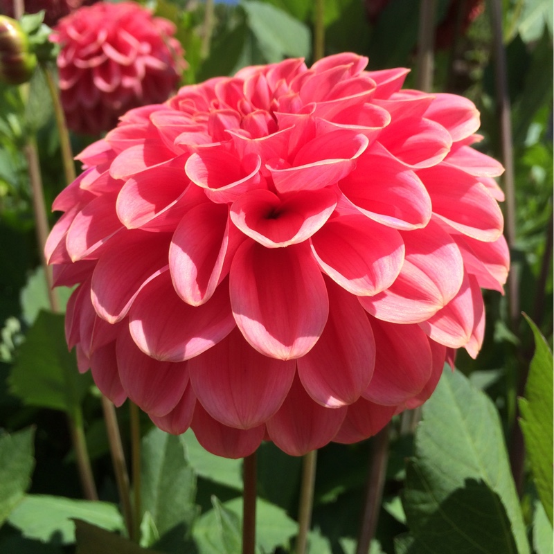 Plant image Dahlia 'Boy Scout'