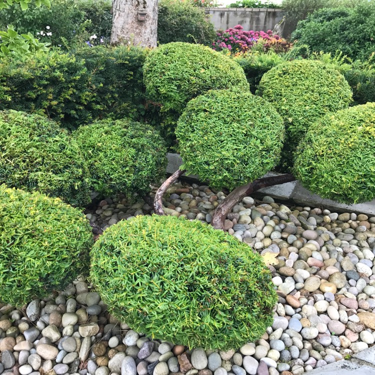 plant image 541478