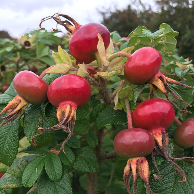 Plant image Rosa rugosa var. rubra syn. Rosa rugosa 'Rubra', Rosa rugosa 'Atropurpurea'