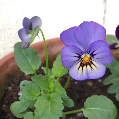 Viola x wittrockiana