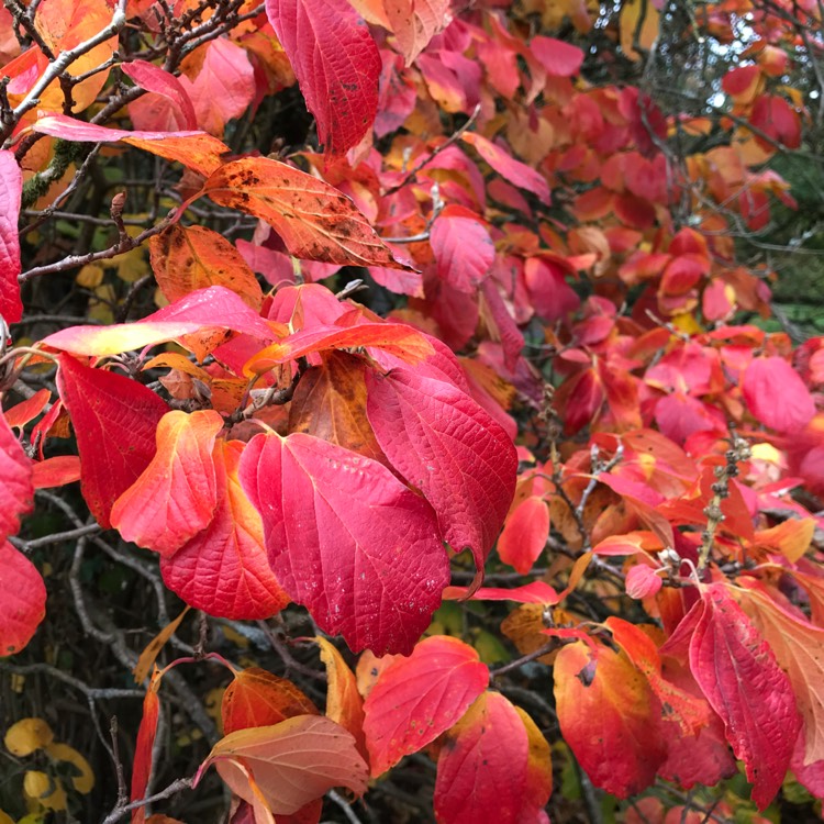 Plant image Fothergilla major