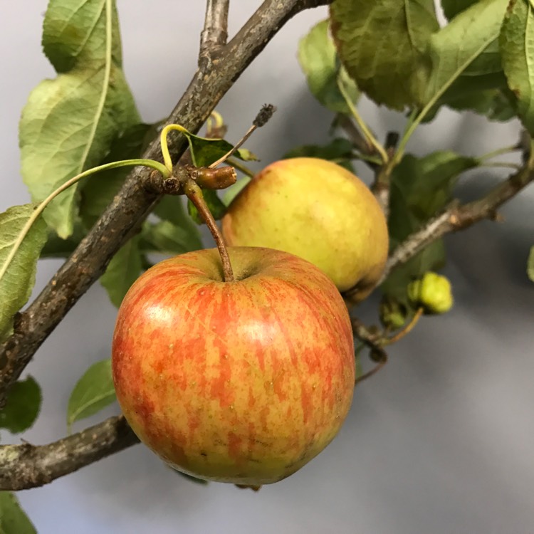 Plant image Malus domestica 'Falstaff'