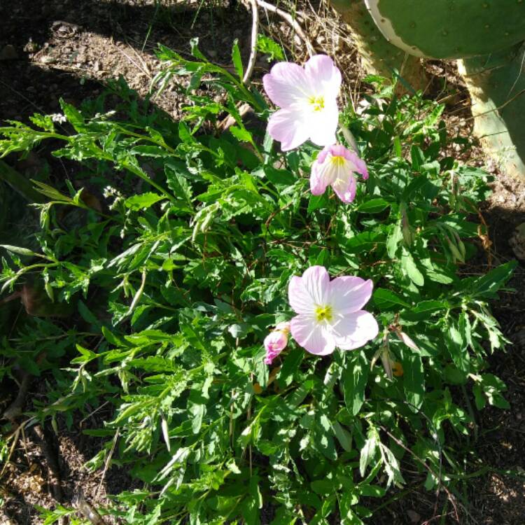 Plant image Oenothera speciosa