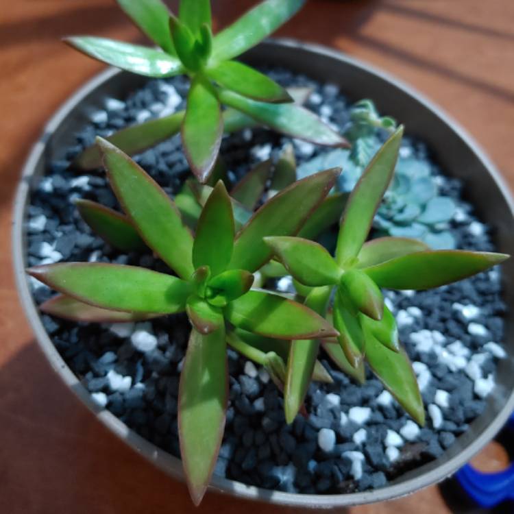 Plant image Sedum Adolphii 