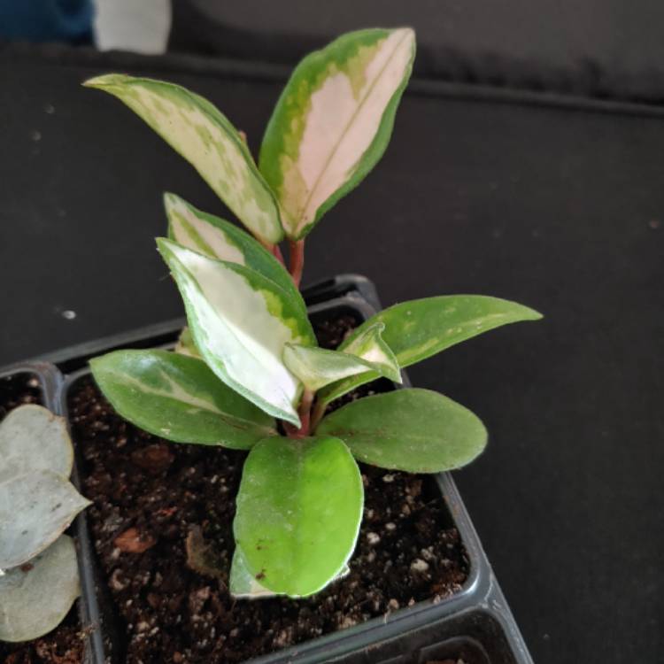Plant image Hoya Carnosa Krimson Princess