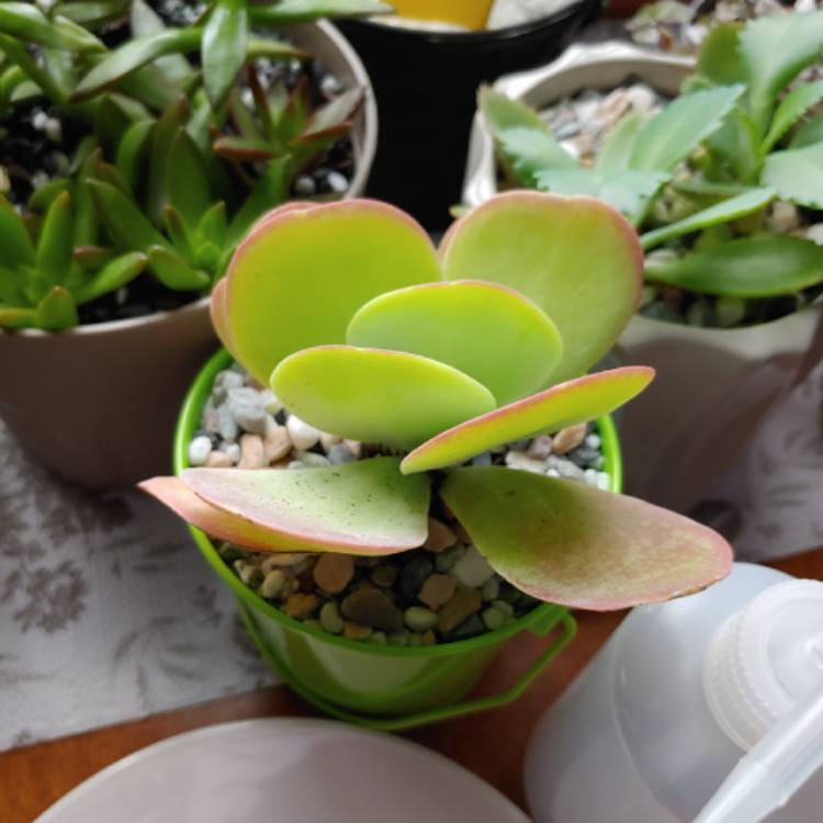 plant image 1214883