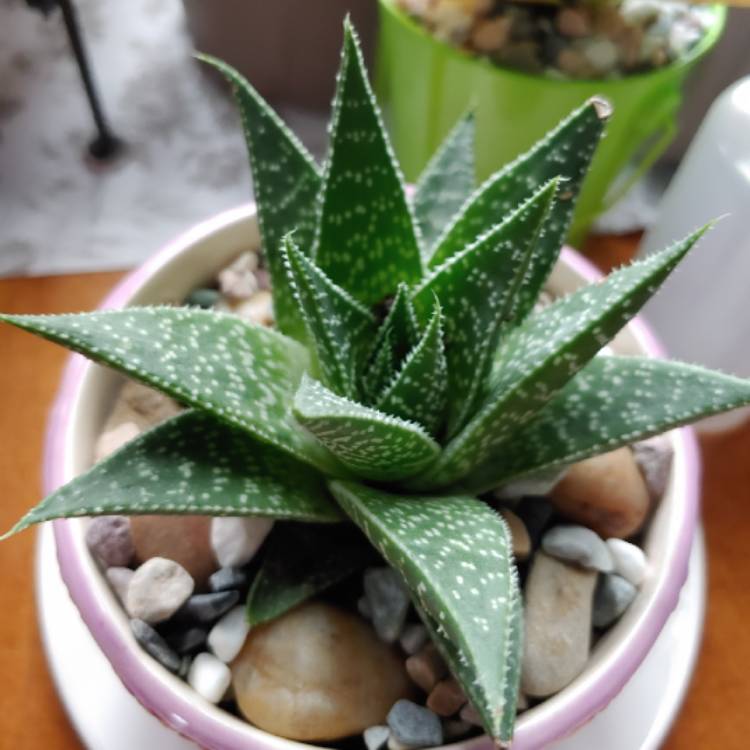plant image 1214888