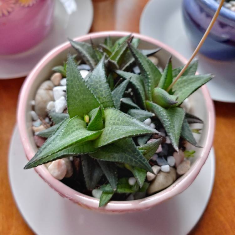 plant image 1214891