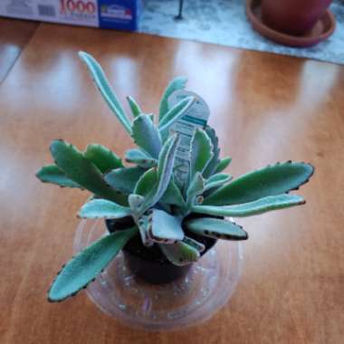 Kalanchoe 'Tomentosa'