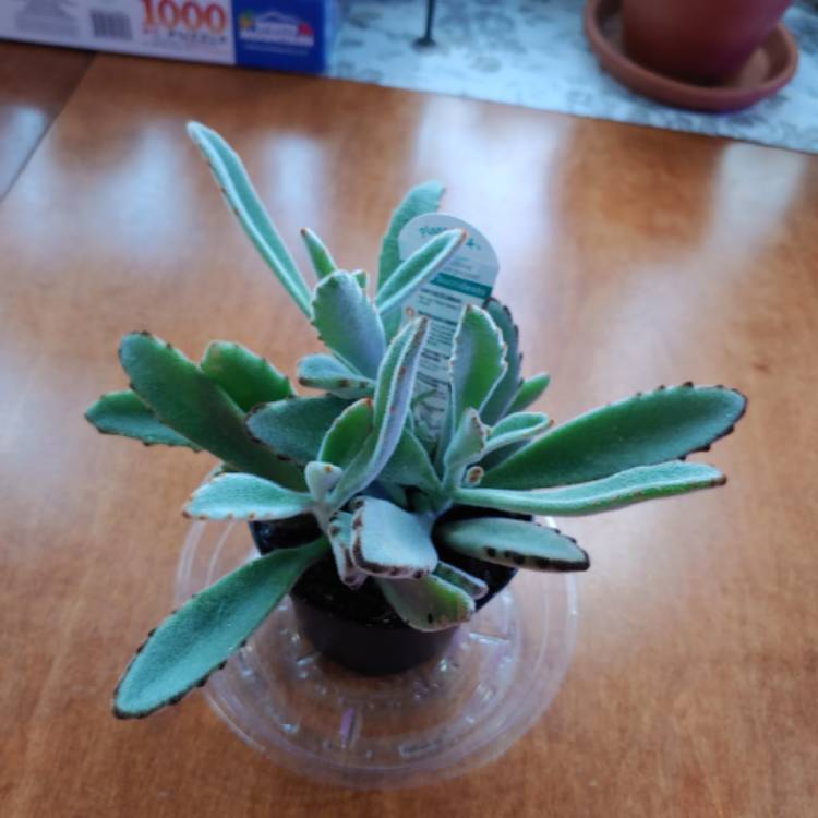 plant image 1240301