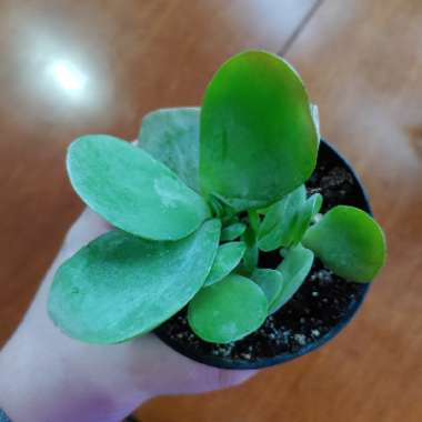 Paddle Plant
