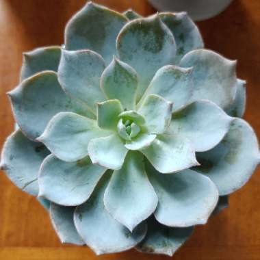 Chloe's garden
