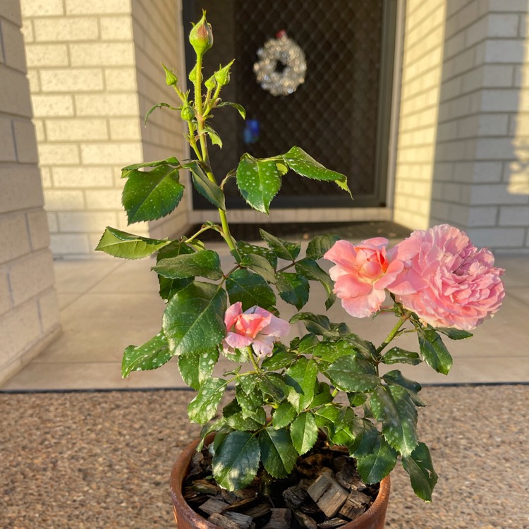 plant image 1474842 plant image 1474842