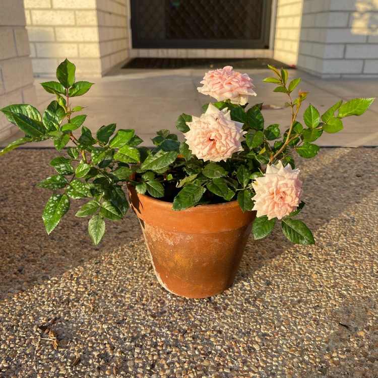 plant image 1474898 plant image 1474898