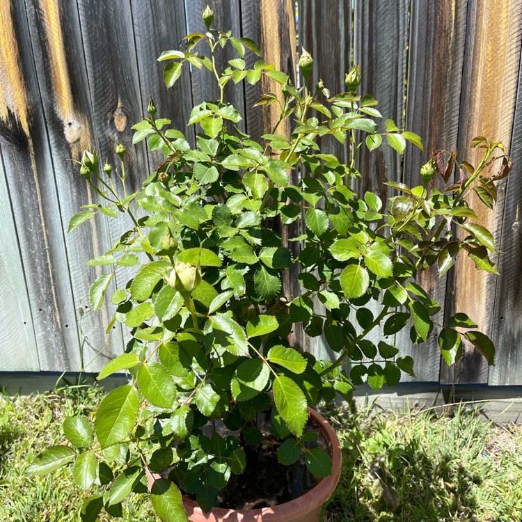 plant image 1537377 plant image 1537377