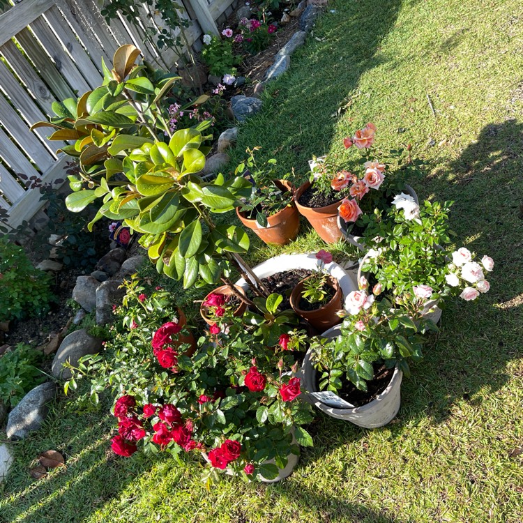 plant image 1537623 plant image 1537623