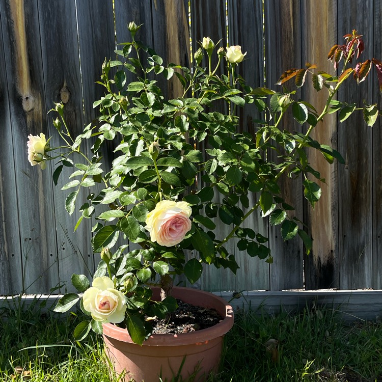 plant image 1538590 plant image 1538590