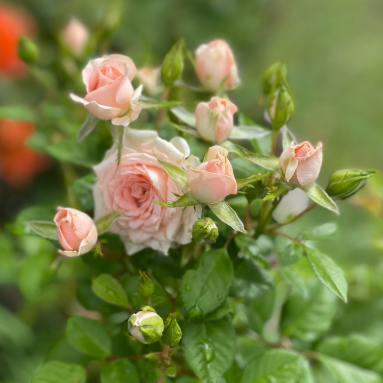 plant image 1546157 plant image 1546157