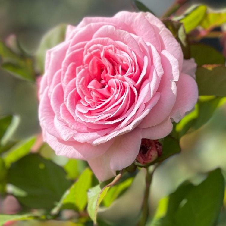 Plant image Rosa 'Summer Romance'