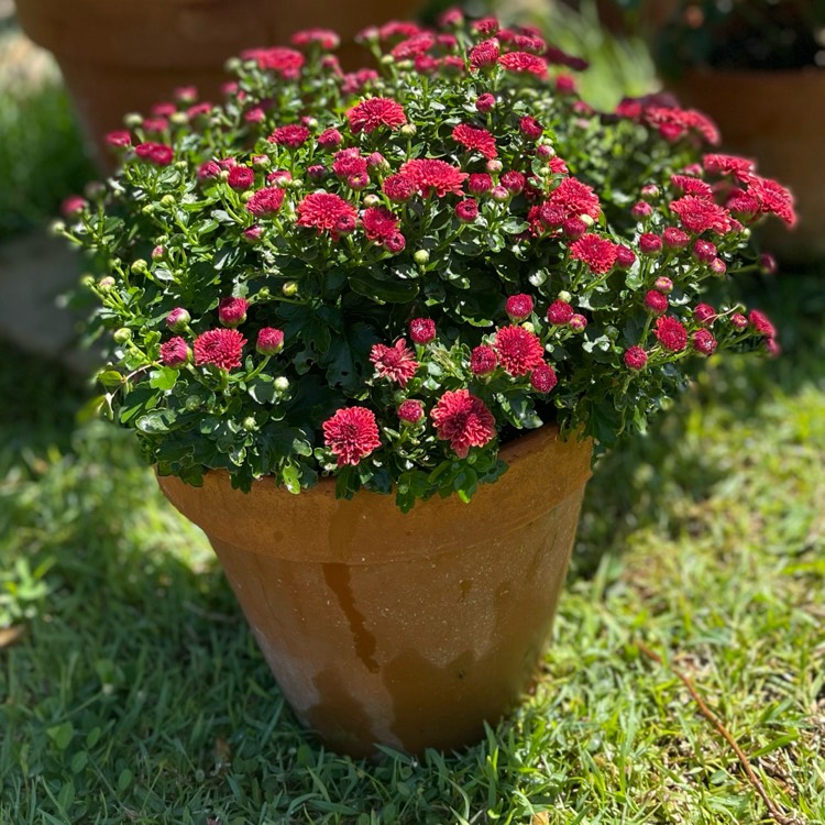 plant image 1576286 plant image 1576286