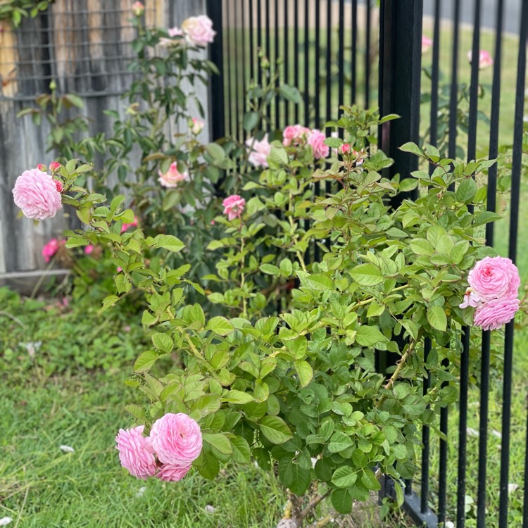 plant image 1579146 plant image 1579146