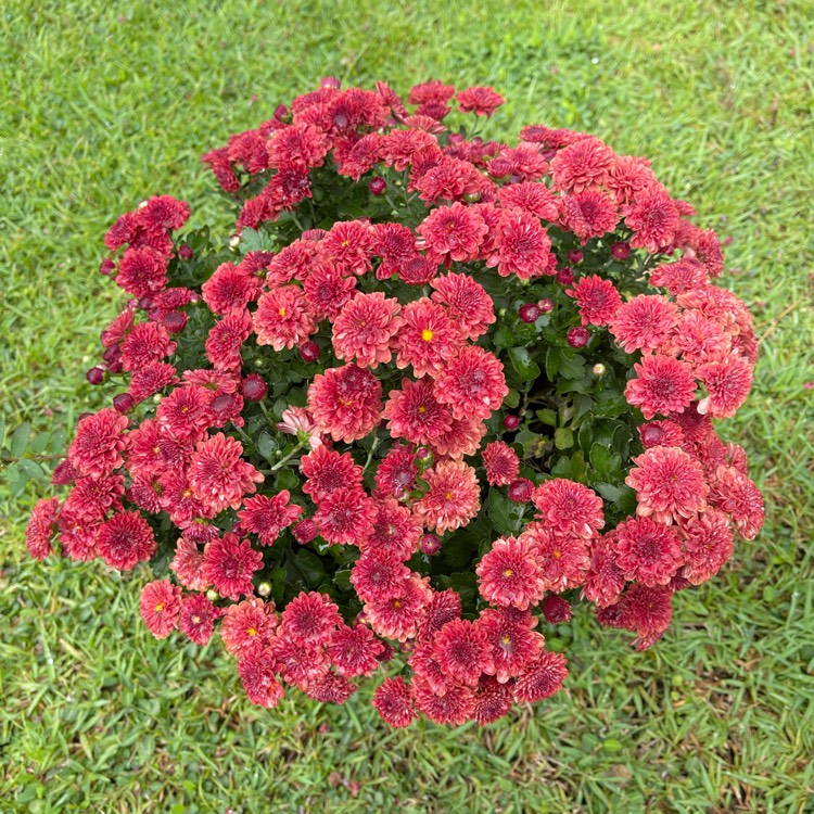 plant image 1579148 plant image 1579148
