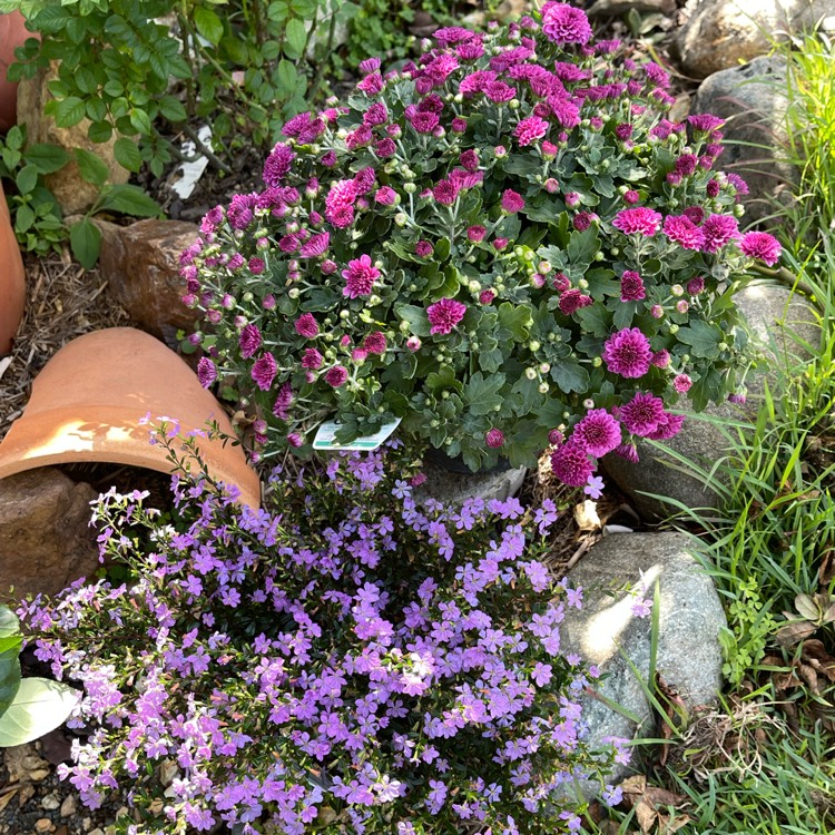 plant image 1580489 plant image 1580489