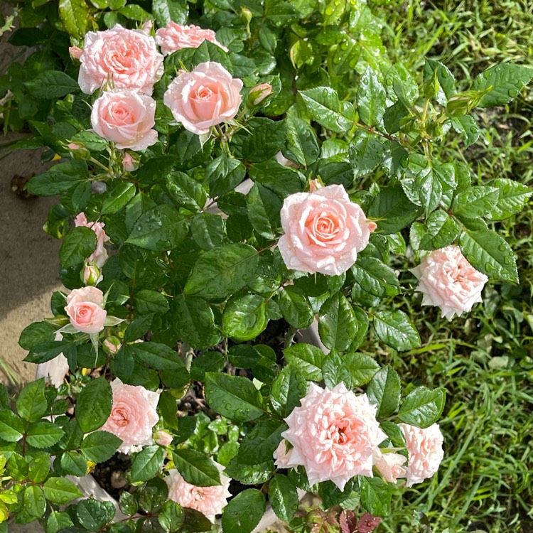 plant image 1587065 plant image 1587065